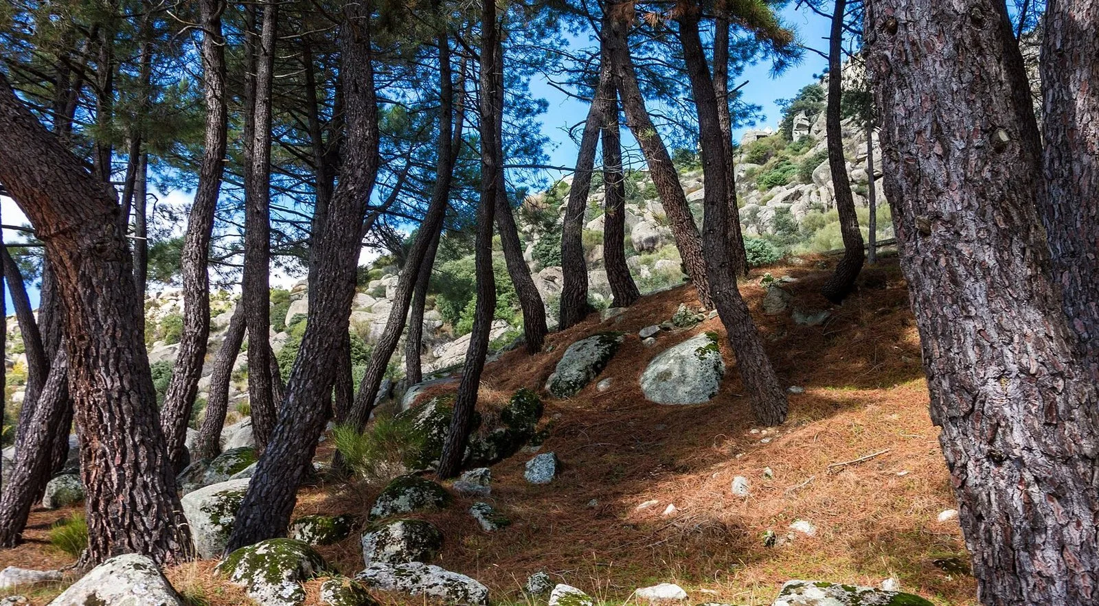 Pine wood among granite rocks