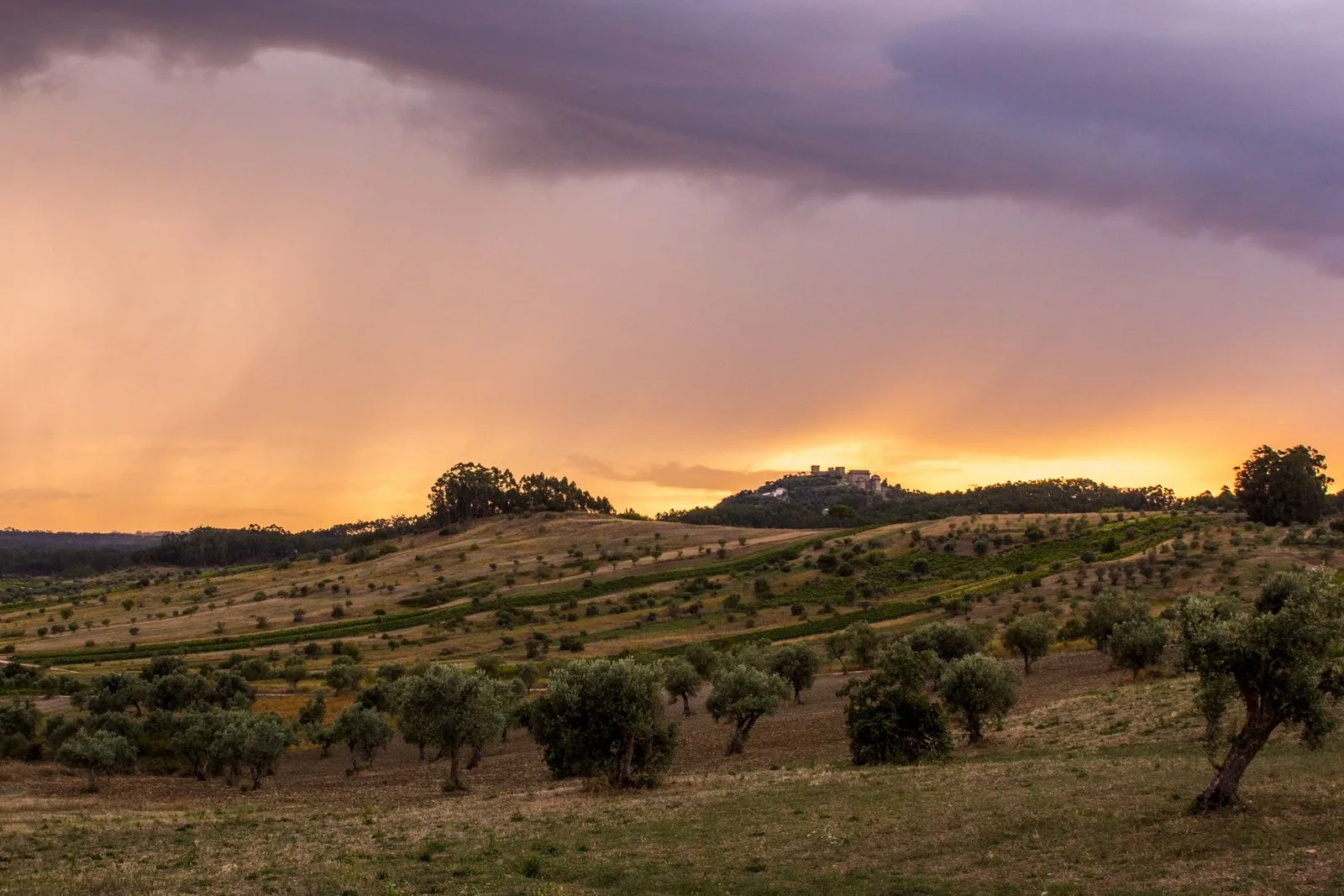 Olive grove at sunset with a castle on the hill
