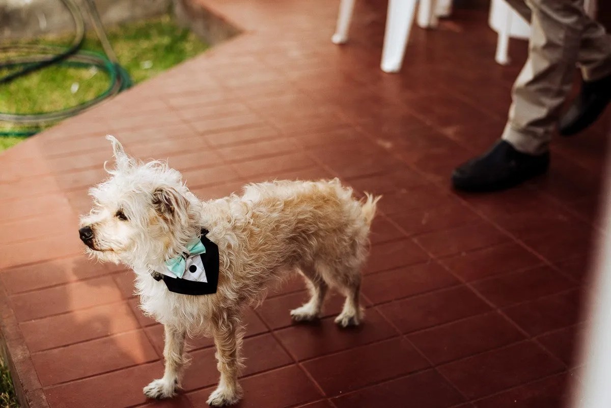 A small light-coated dog wearing a tuxedo bow-tie bandana stands on a terracotta floor