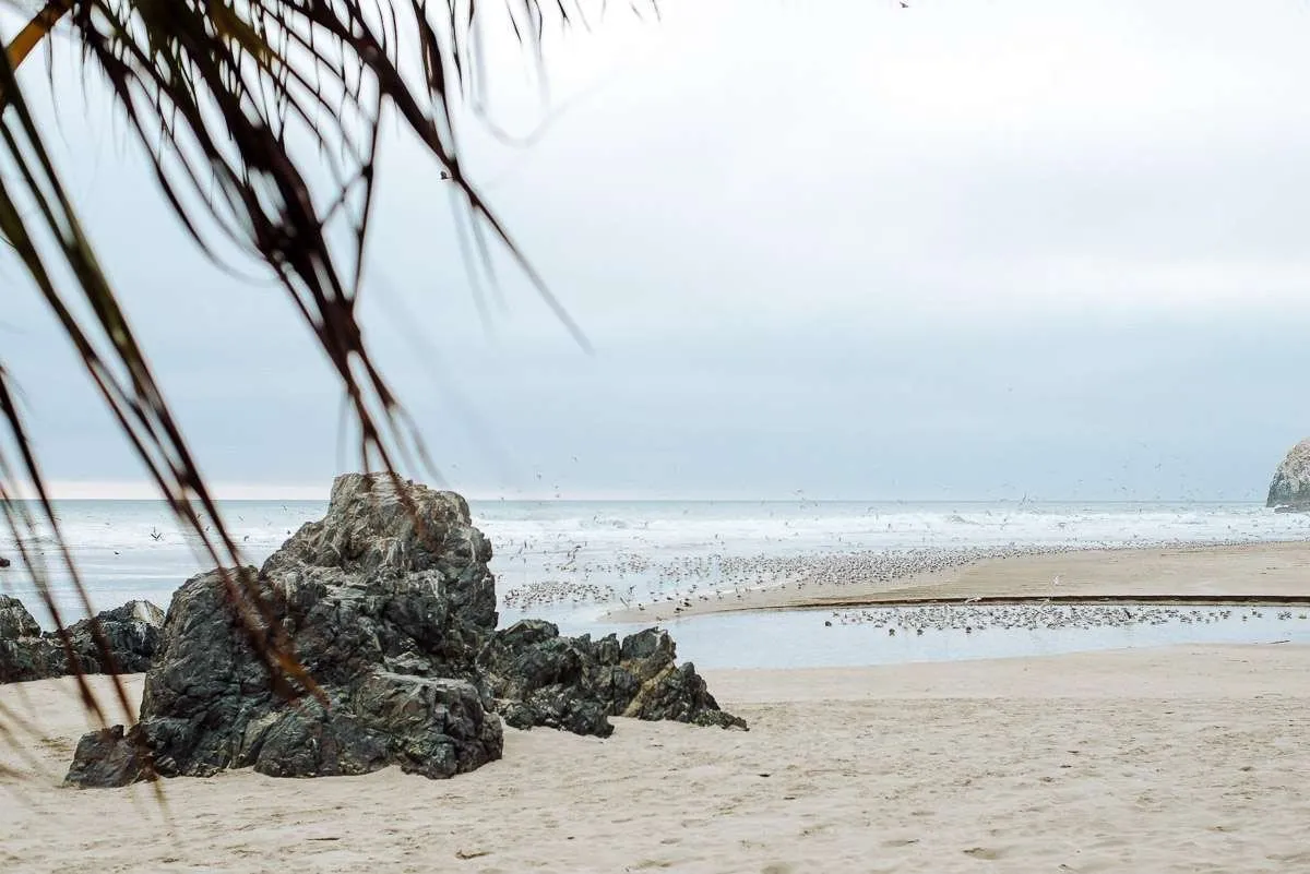 Orilla de una playa con rocas y palmeras