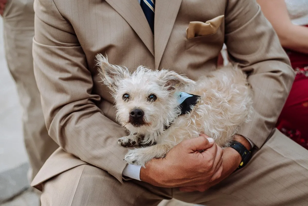 El perro, con su pajarita, descansa tranquilo en el regazo de un invitado de traje beige durante la ceremonia