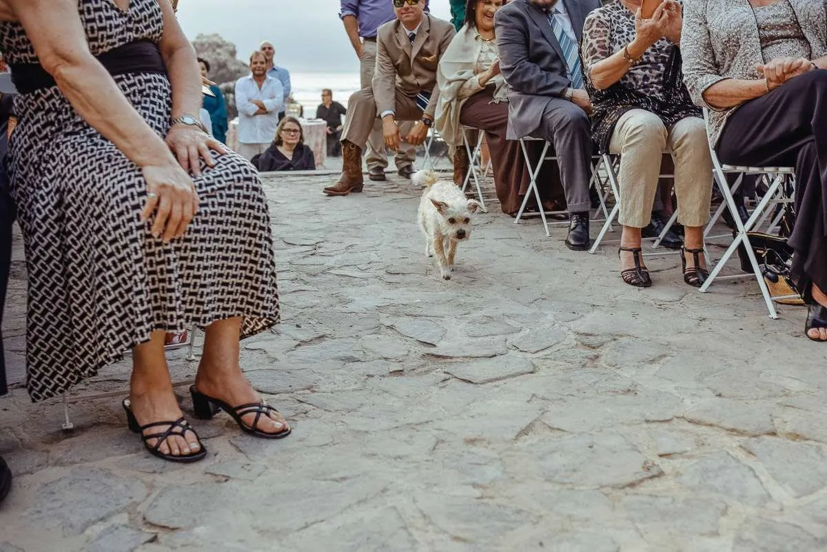 El perro camina por un pasillo de piedra entre las sillas de los invitados, con el mar al fondo