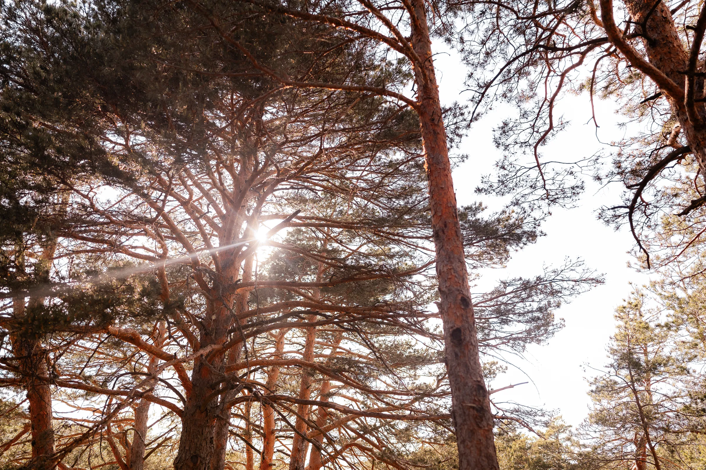 Pine wood backlit, the sun between the branches