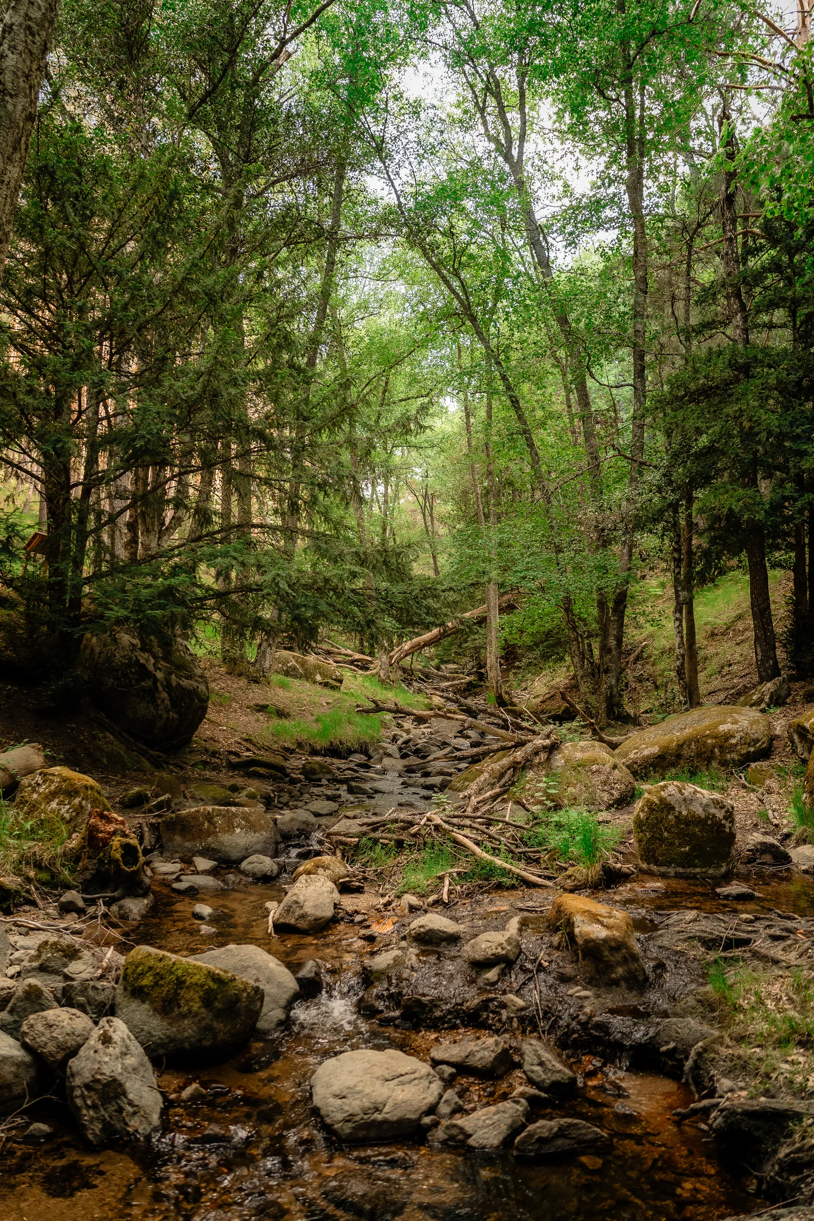 Arroyo entre un bosque verde